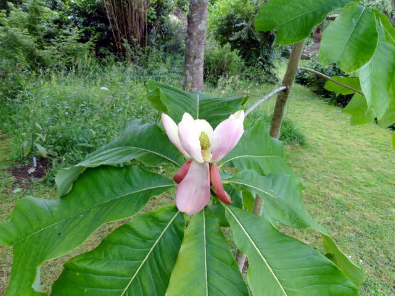 magnolia officinalis var biloba